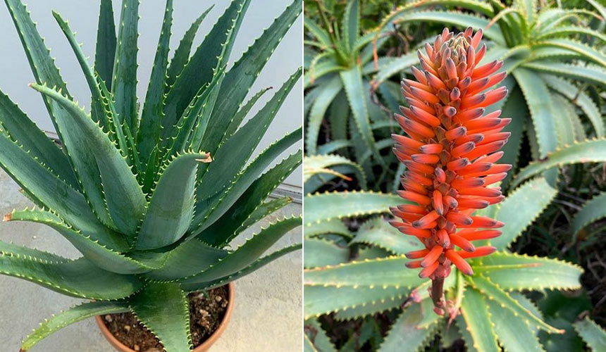 Wie man die Aloe Arborescens Pflanze züchtet