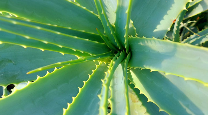 Aloe arborescens von Pater Zago: wo man Saft und Pflanzen kaufen kann