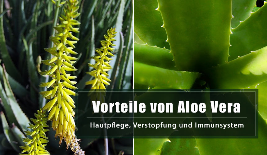 Aloe Vera Vorteile: Hautpflege, Verstopfung und Immunsystem