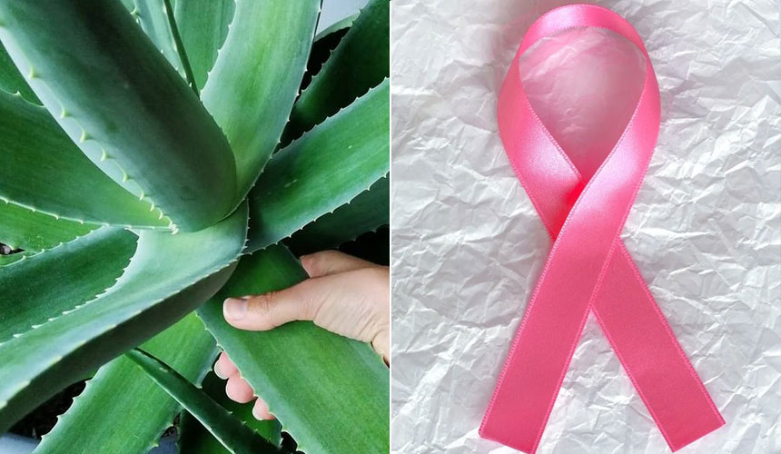 Aloe im Kampf gegen Brustkrebs: Verhindert die Verbreitung von Brust- und Gebärmutterhalskrebs