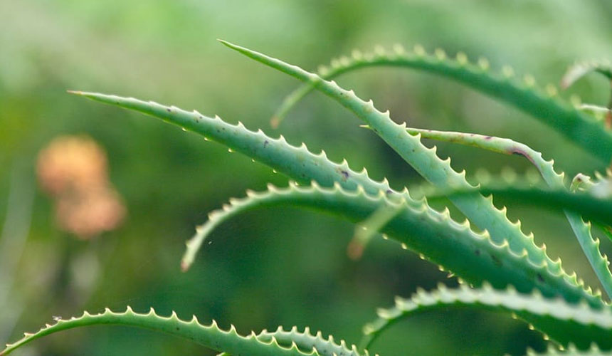 Aloe Arborescens «Mi secreto para curar casi todo»