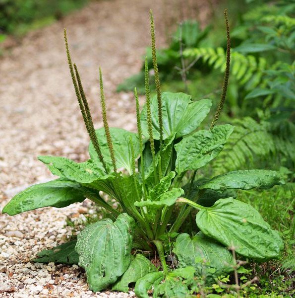 მრავალძარღვა (Plantago lanceolata)