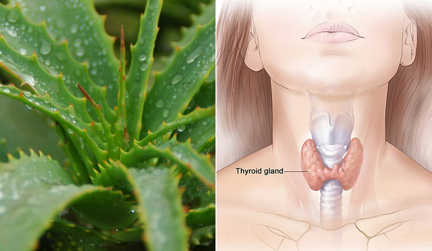 Aloe pour le traitement de la thyroïdite de Hashimoto: une étude récente confirme cette possibilité